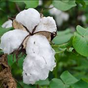 Cotton Flower