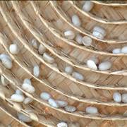 Silkworm Cocoons